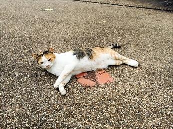 走进二次元独立游戏《加把劲魔女》工作室日常！揭秘幕后开发故事