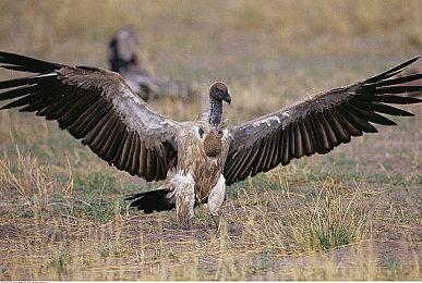 《尼尔：机械纪元》2B最新手办公开 精致酷炫可摘眼罩